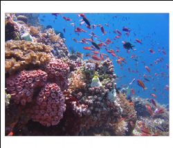 Healthy coral in Ternate, North Moluccas, Indonesia
Take... by Erwin Kodiat 